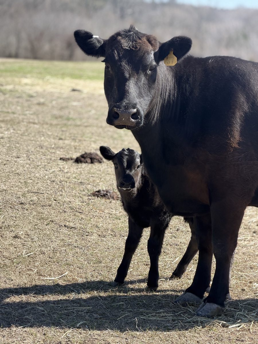A mama cow and her calf at Rigid Ranch