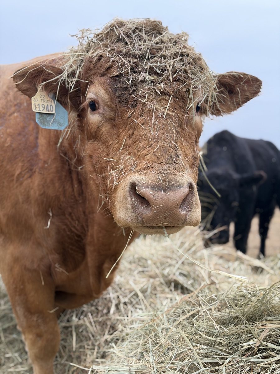 A curious cow munching hay at Rigid Ranch