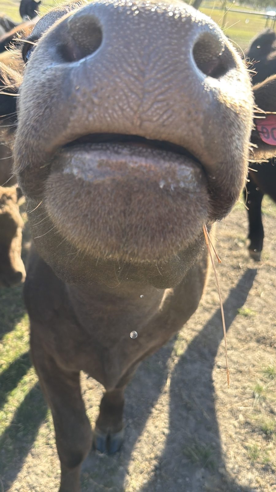 A curious cow up close at Rigid Ranch