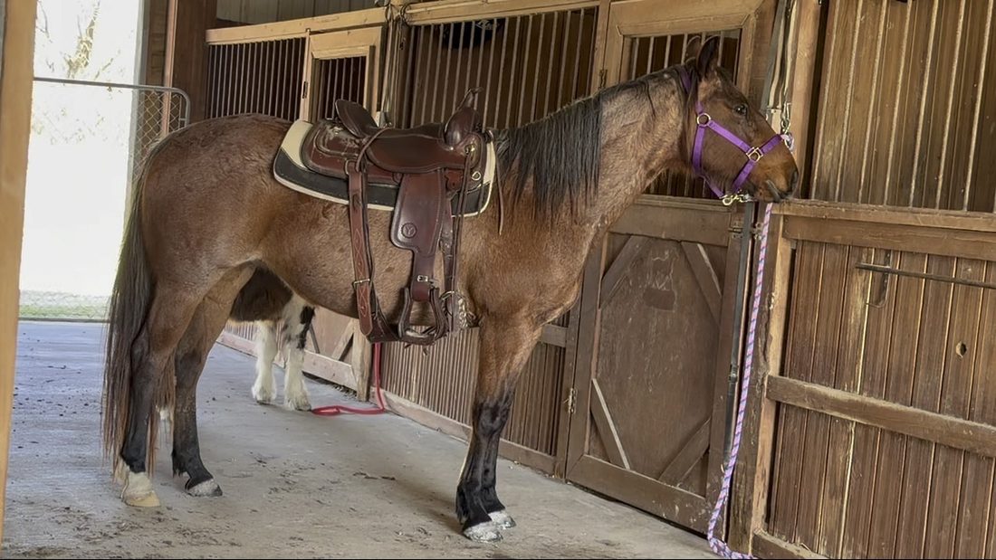 A saddled ranch horse in the barn at Rigid Ranch