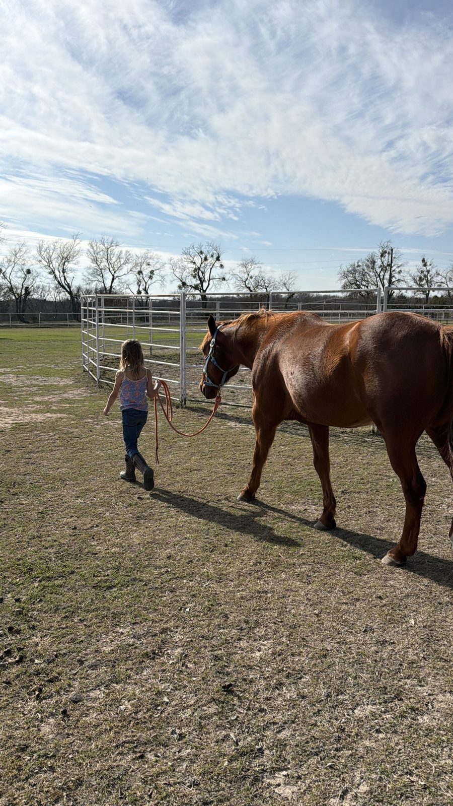 Leading a horse through the round pen at Rigid Ranch