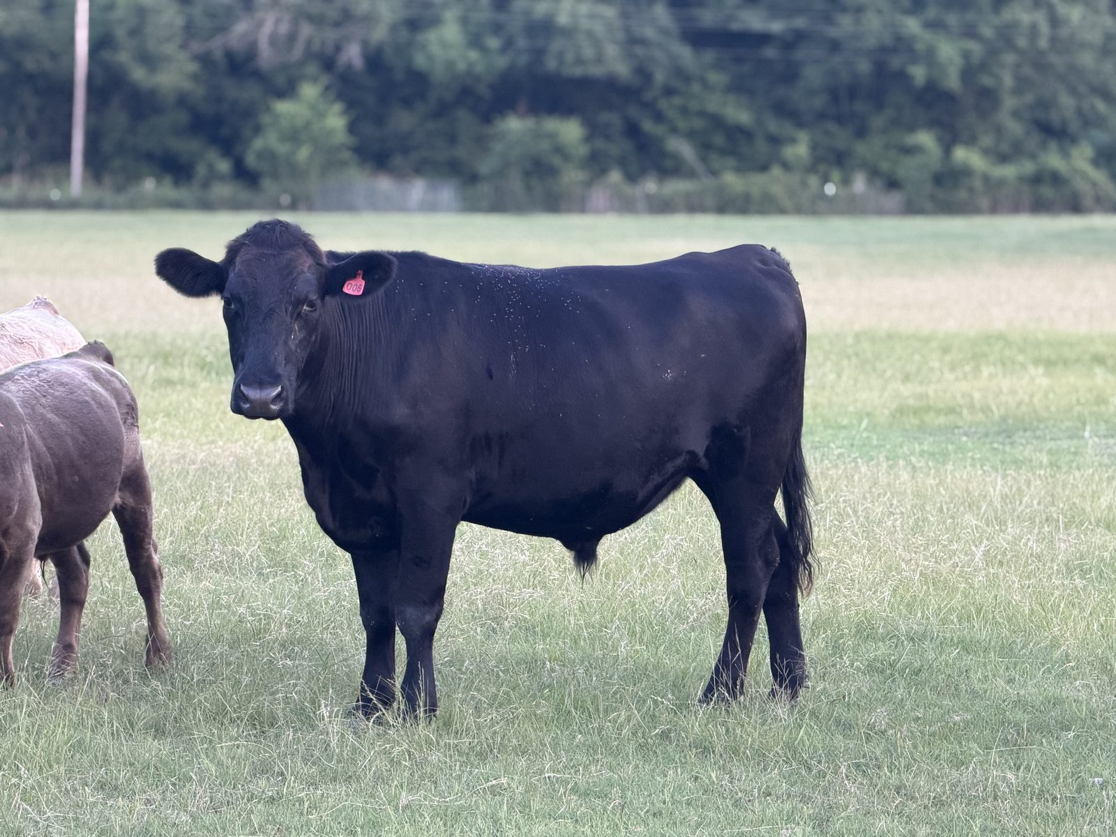A Rigid Ranch F1 Wagyu steer grazing on open pasture in Van Alstyne, Texas